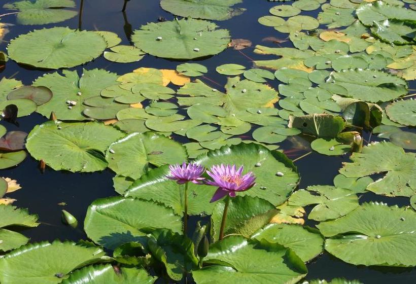 Bed & Breakfast Gli Oleandri  | Stresa | Verbano-Cusio-Ossola | Italia 10