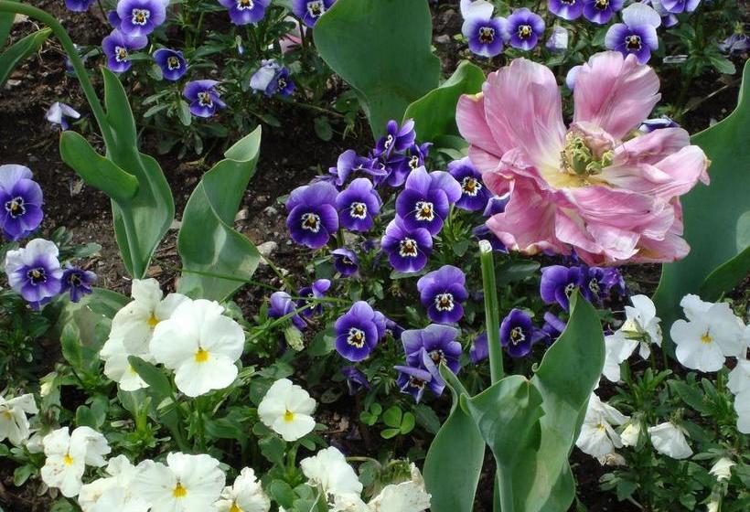 Bed & Breakfast Gli Oleandri  | Stresa | Verbano-Cusio-Ossola | Italia 8