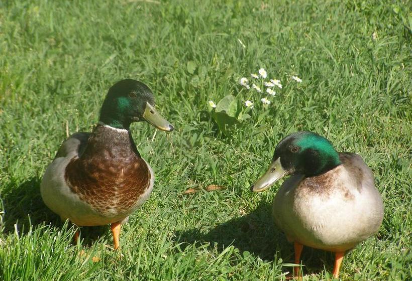 Bed And Breakfast Casale Isorella  | San Gemini | Terni | Italie 19