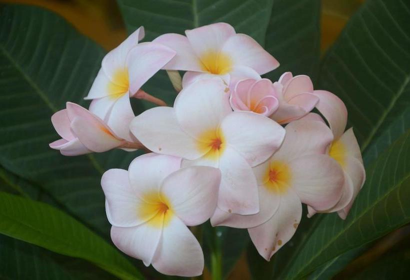 Bed and Breakfast Villa Felice  | Giardini Naxos | Messina | Italia 12