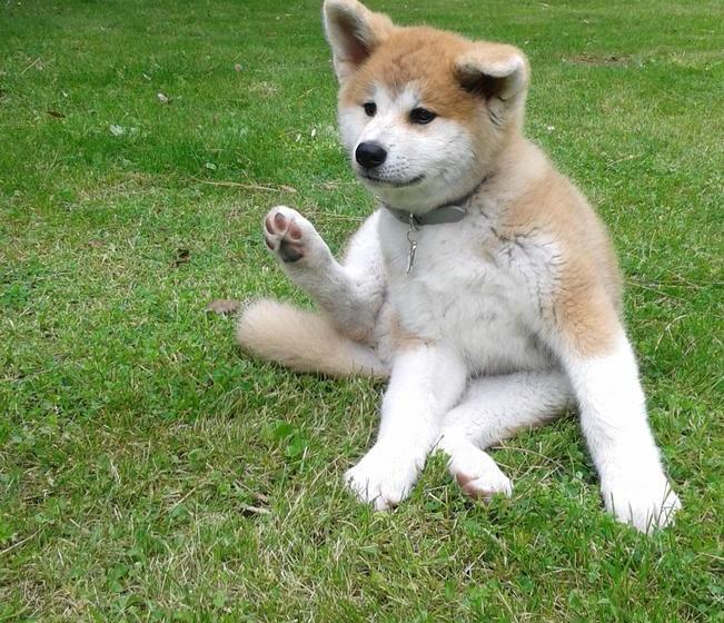 Bed and Breakfast Villa Berghella  | Montesilvano | Pescara | Italia 14