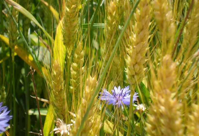 Bed and Breakfast Quattro Gatti  | Airasca | Torino | Italia 7