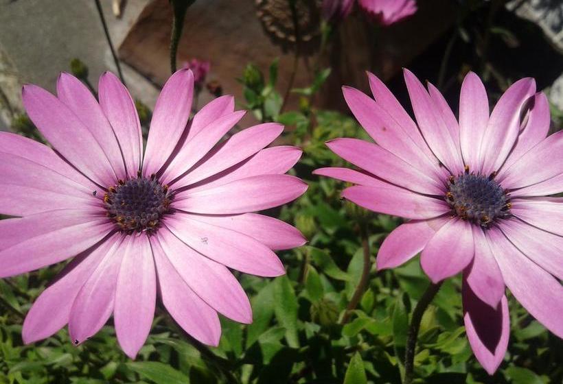 Bed and Breakfast Villa Cinque Pini  | Ischia | Napoles | Itália 17