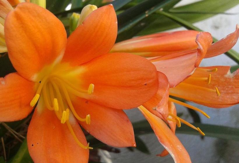 Bed and Breakfast Villa Cinque Pini  | Ischia | Napoles | Itália 18