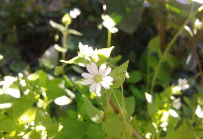Bed and Breakfast Villa Cinque Pini  | Ischia | Napoles | Itália 19