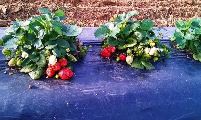 Hotel Rosignano  | Rosignano Solvay | Livorno | Italia 11