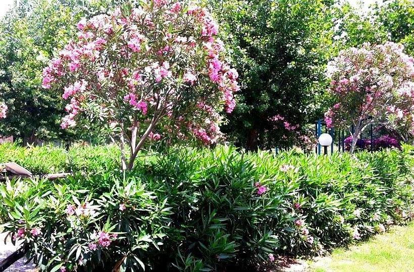 Vigo Resort  | Nocera Terinese | Catanzaro | Italia 4