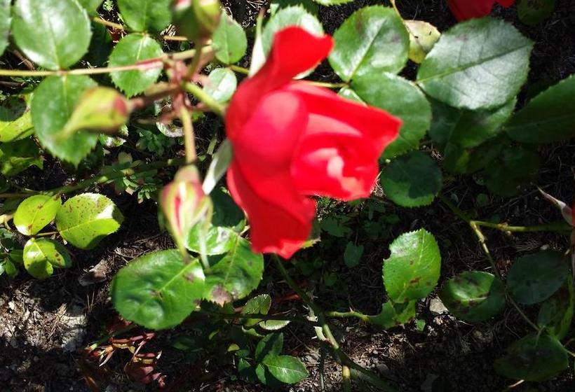 B&b Ethnohotel Rosa Dei Venti  | Imperia | Imperia | Italia 9