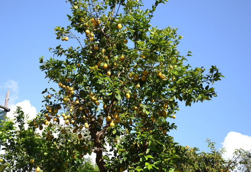 Bed and Breakfast Sweet Home  | Sorrento | Napoli | Italia 8