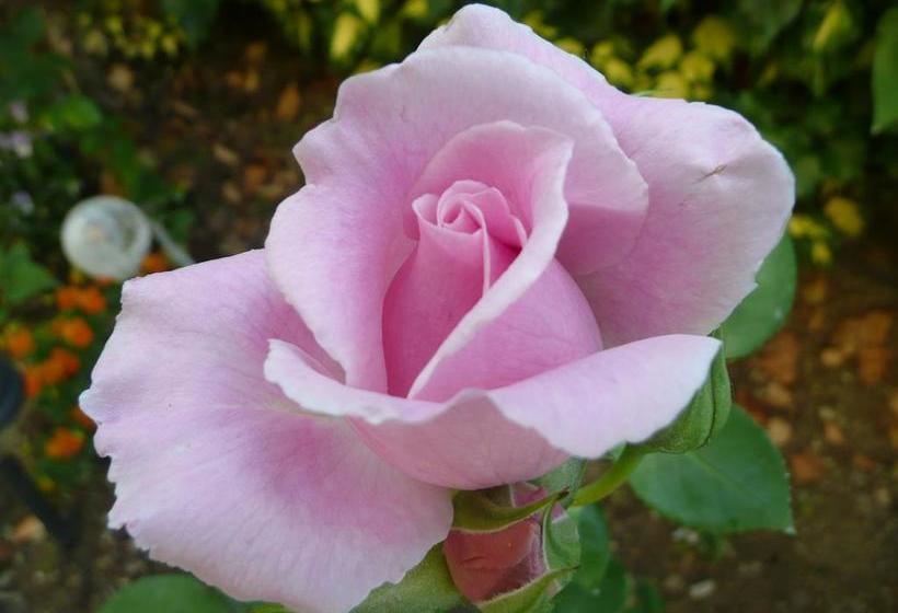 Bed and Breakfast La Luna  | Impruneta | Florence | Italia 15