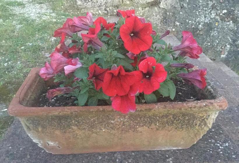 Bed and Breakfast Camere E Appartamenti Baldini Romanita  | Radda in Chianti | Siena | Italia 14