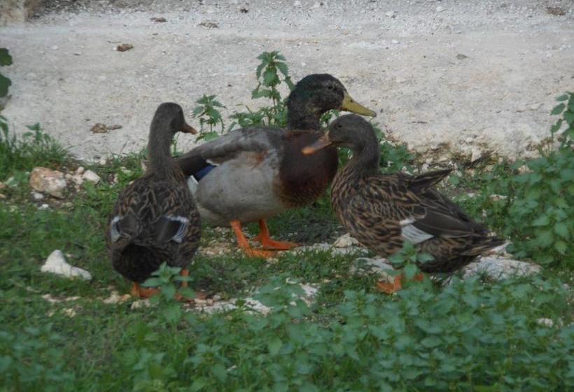 Agli Antichi Trulli B&b In Masseria  | Alberobello | Bari | Italia 13
