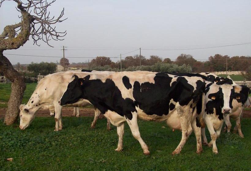 Agli Antichi Trulli B&b In Masseria  | Alberobello | Bari | Italia 14