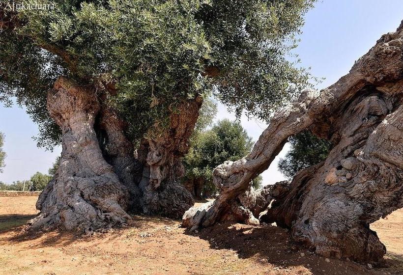 Bed and Breakfast Villa Madia  | Castellana Grotte | Bari | Italia 11