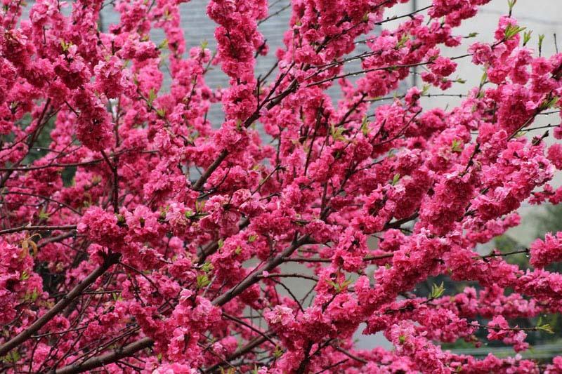 Bed and Breakfast Villa Madia  | Castellana Grotte | Bari | Italia 18