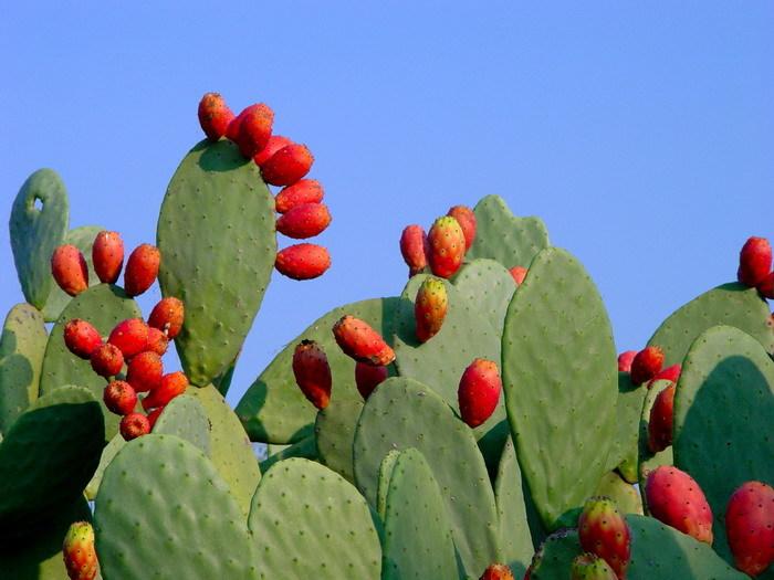 Bed and Breakfast Villa Madia  | Castellana Grotte | Bari | Italia 19