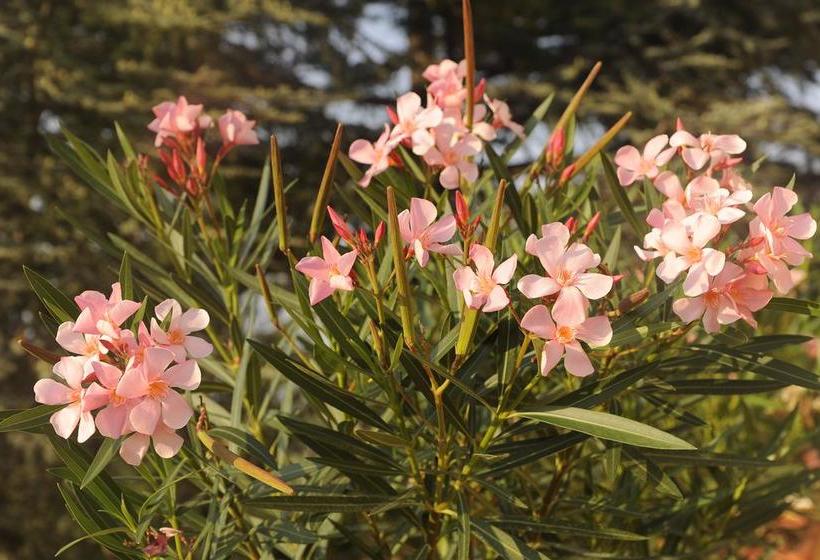 Bed and Breakfast Villa Madia  | Castellana Grotte | Bari | Italia 9