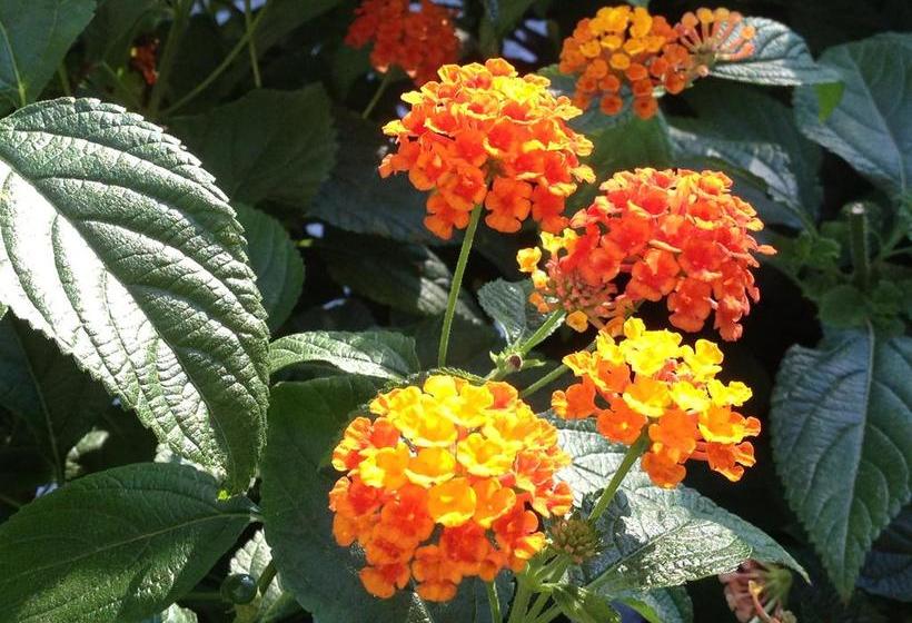 Hotel Vienna  | Senigallia | Ancona | Italia 18