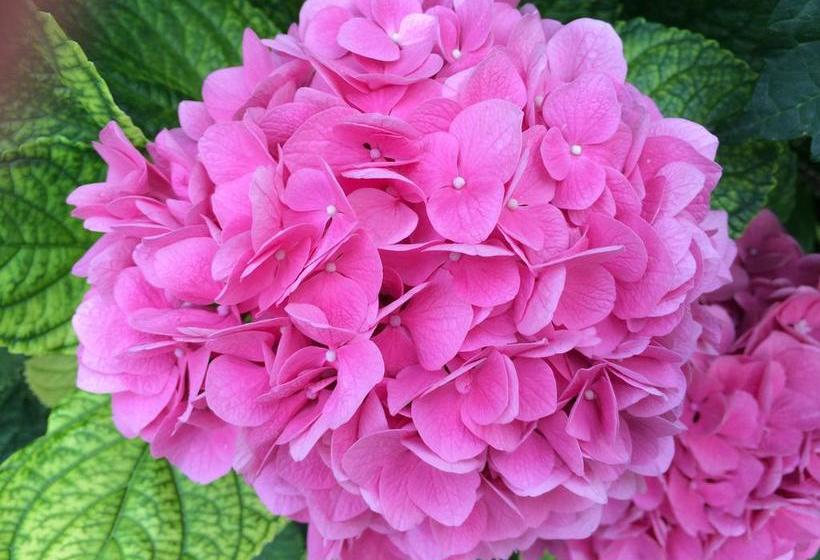 Hotel Zanetti  | Torri del Benaco | Verona | Italia 17