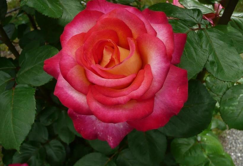 Hotel Burgleitenhof  | Lana | Bolzano | Itália 10