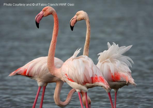 Bed and Breakfast Capalbio Vacanze  | Capalbio | Grosseto | Italia 12