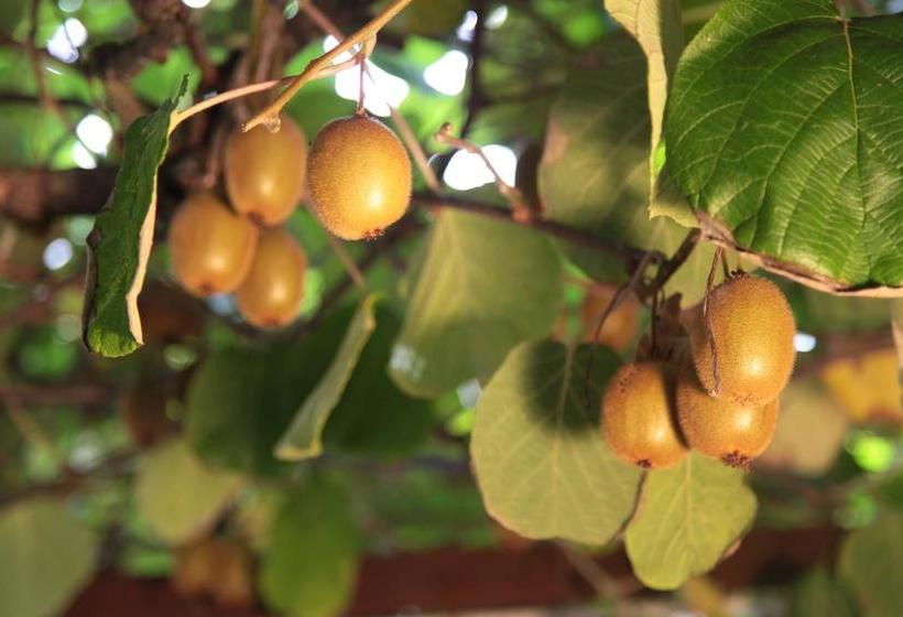 Bed and Breakfast Casa Del Girasole  | Genazzano | Roma | Italia 18