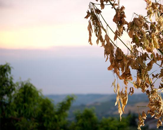B&b Il Menestrello  | Citta Sant'Angelo | Pescara | Italia 12