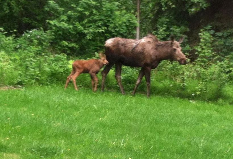 Hotel Quality Inn & Suites Airport Anchorage  | Anchorage | Alaska | United States 5