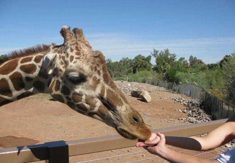 Hotel Courtyard Phoenix North  | Phoenix | Arizona | United States 16
