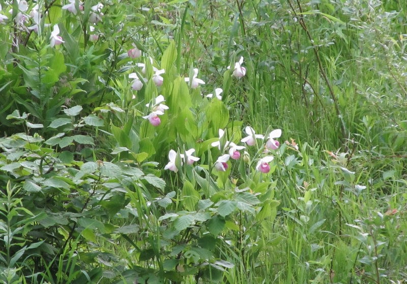 Hotel Best Western Bemidji Inn  | Bemidji | Minnesota | United States 4