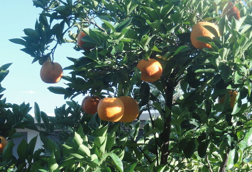 Hotel Quality Inn Flamingo 