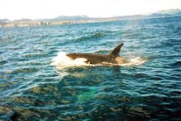 Hotel Best Western Kodiak Inn & Convention Center  | Kodiak | Alaska | United States 2