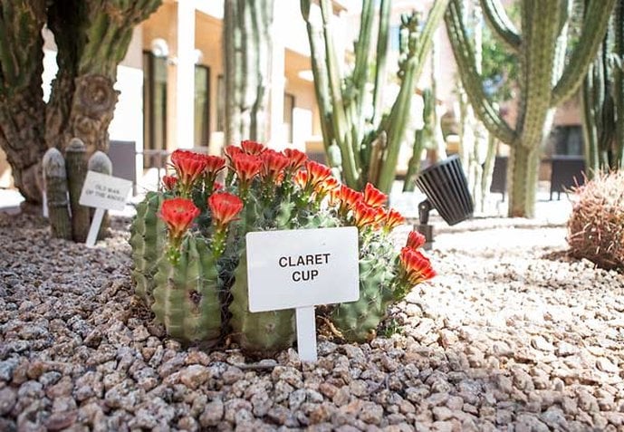 Hotel Courtyard Phoenix Mesa  | Mesa | Arizona | United States 3