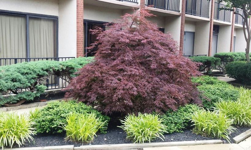 Hotel Comfort Inn Capitol Heights  | Capitol Heights | Maryland | United States 3