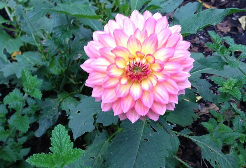 Hotel 1900 Inn On Montford  | Asheville | North Carolina | United States 6