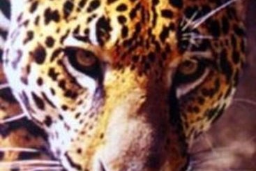 Hotel Best Western Inn  | Fort Worth | Texas | United States 12