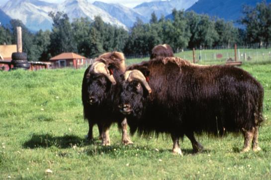 Hotel Best Western Lake Lucille Inn  | Wasilla | Alaska | United States 13