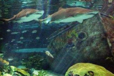 Best Western Ocean Sands Resort  | North Myrtle Beach | South Carolina | United States 19