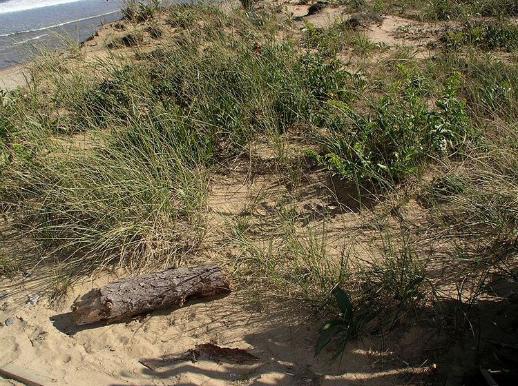 Hotel Cove At Yarmouth  | West Yarmouth | Massachusetts | United States 2