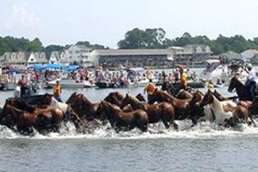 Hotel Best Western Plus Chincoteague Island  | Chincoteague Island | Virginia | United States 15