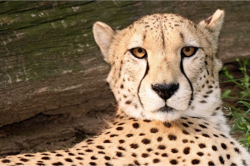 Hotel Ramada Quantico  | Triangle | Virginia | United States 7