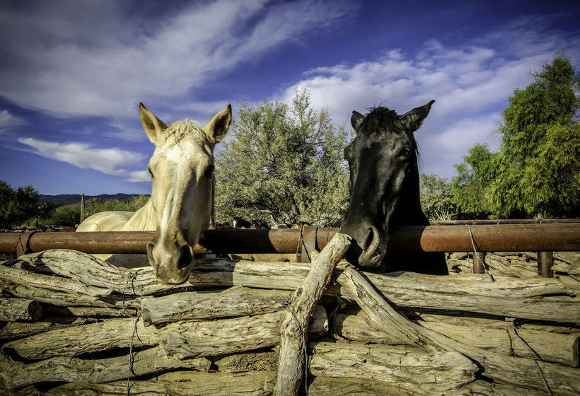 Hotel Tanque Verde Ranch  | Tucson | Arizona | United States 6