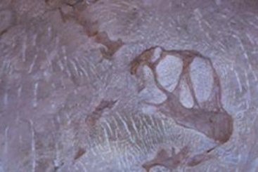 Hotel Best Western Plus Deer Park Inn & Suites 