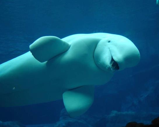 Hotel Doubletree Guest Suites Atlanta-Galleria  | Atlanta | Geórgia | Estados Unidos 18