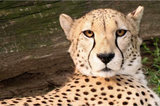 Hotel Comfort Inn Pentagon City  | Arlington | Virginia | United States 20