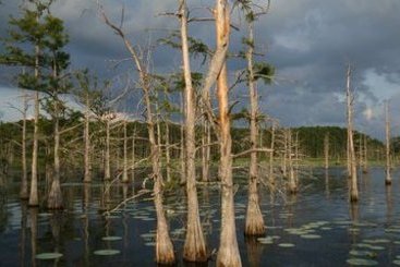 Hotel Hilton Garden Inn West Monroe  | West Monroe | Louisiana | United States 11