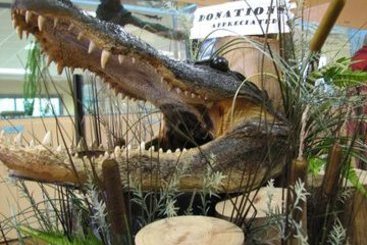 Hotel Hilton Garden Inn West Monroe  | West Monroe | Louisiana | United States 16