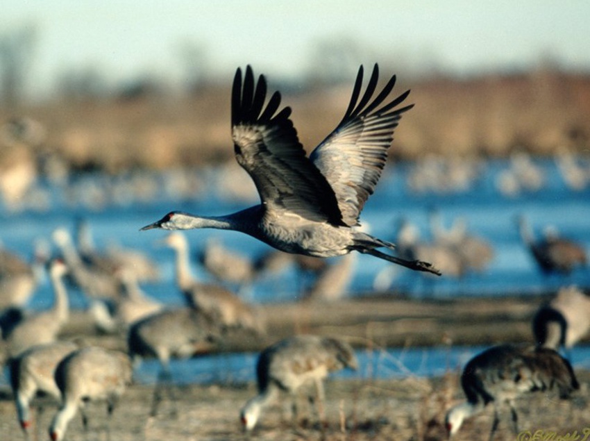 Hotel Holiday Inn Express Grand Island  | Grand Island | Nebraska | Estados Unidos 6