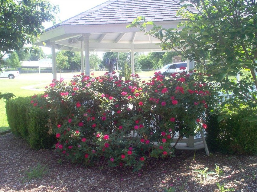 Hotel Holiday Inn Express & Suites Mcalester  | Mcalester | Oklahoma | United States 3