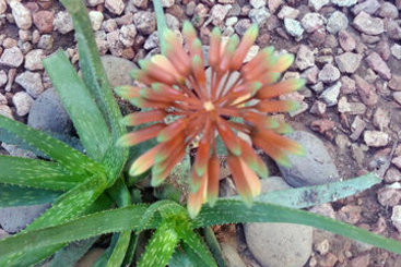 Hotel Travelodge Phoenix Downtown  | Phoenix | Arizona | United States 2